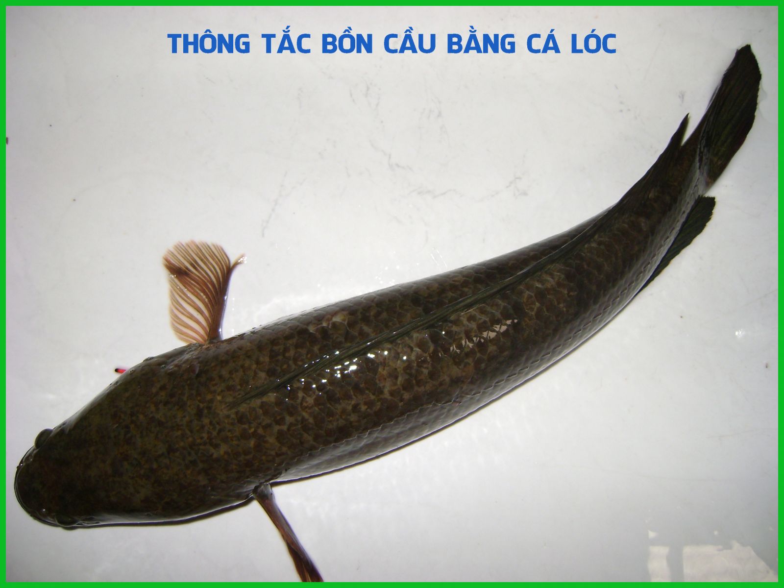 Hướng dẫn cách thông bồn cầu bị nghẹt giấy tại nhà nhanh nhất