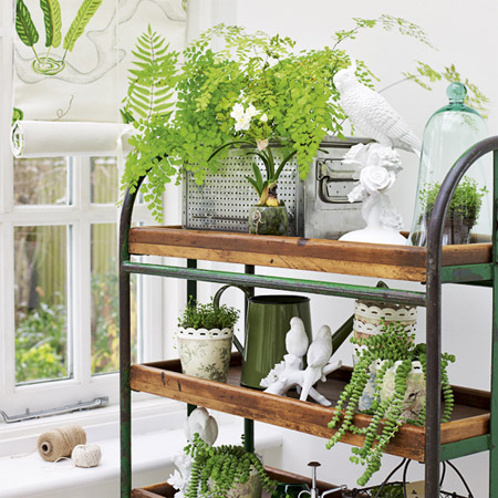 Kệ để cây bonsai tự chế