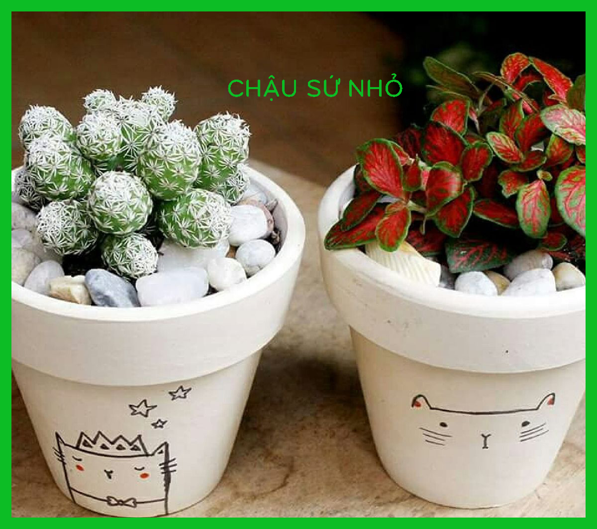 Chậu sứ nhỏ tphcm