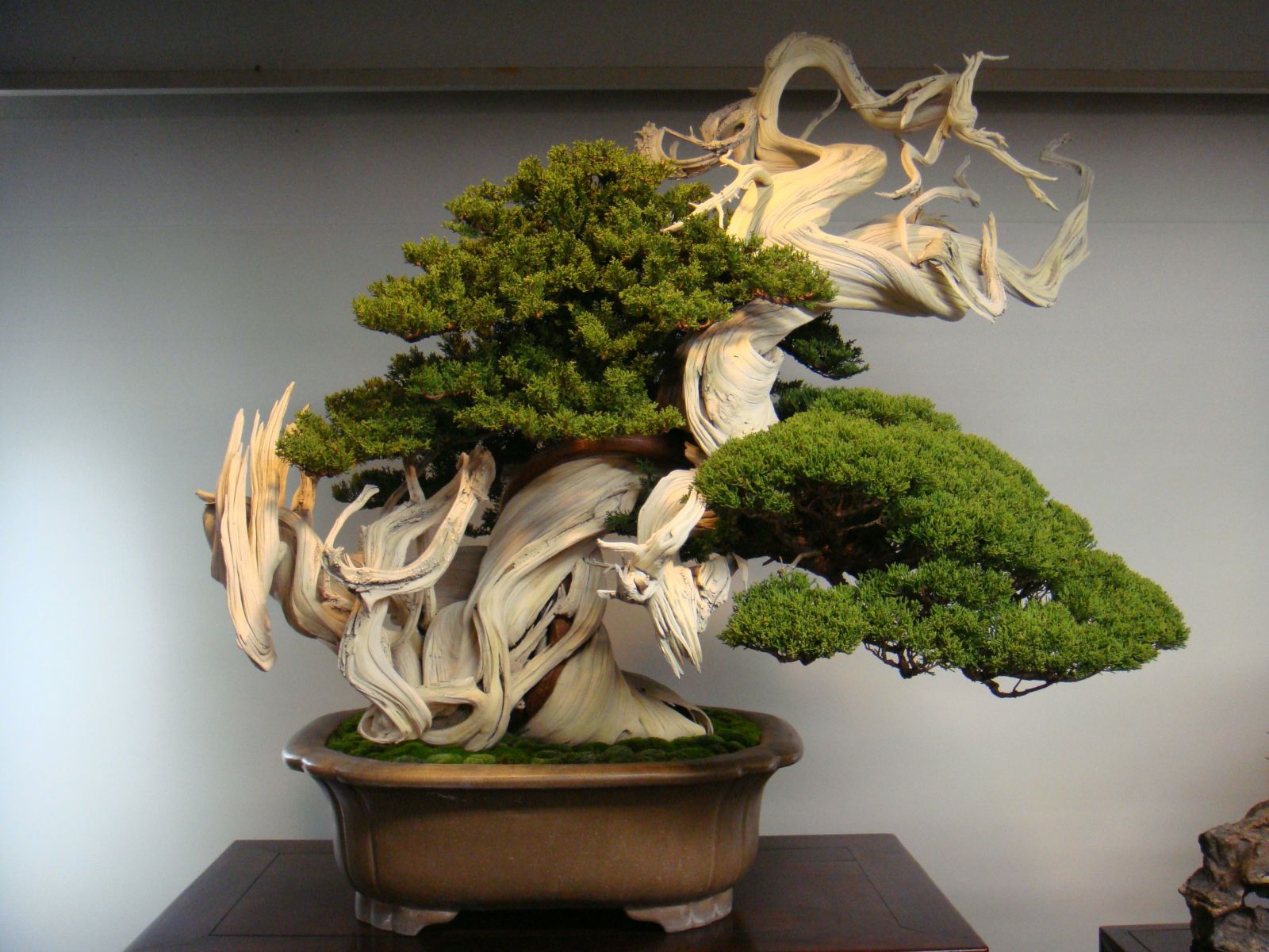 Kết quả hình ảnh cho bonsai