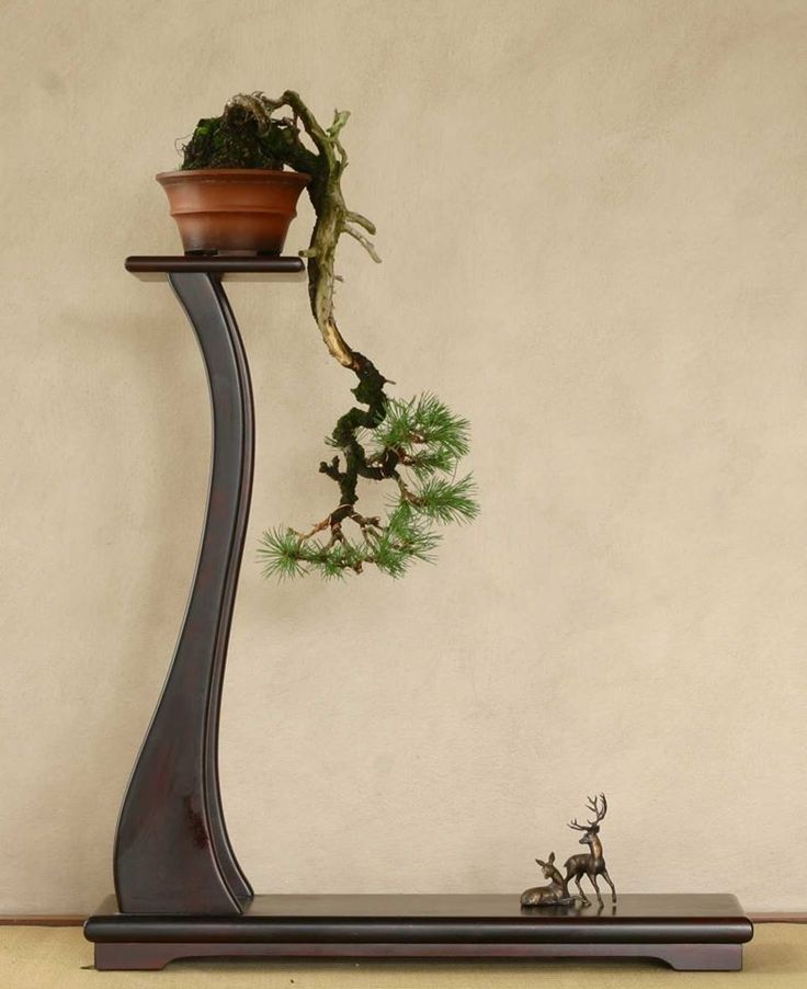 kệ để cây bonsai