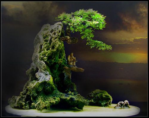 kệ để cây bonsai