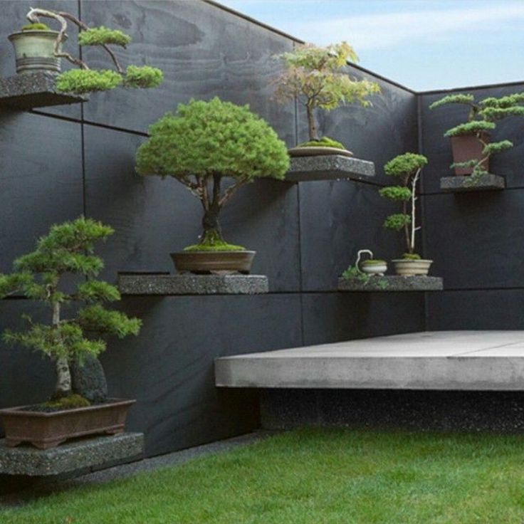 kệ để cây bonsai