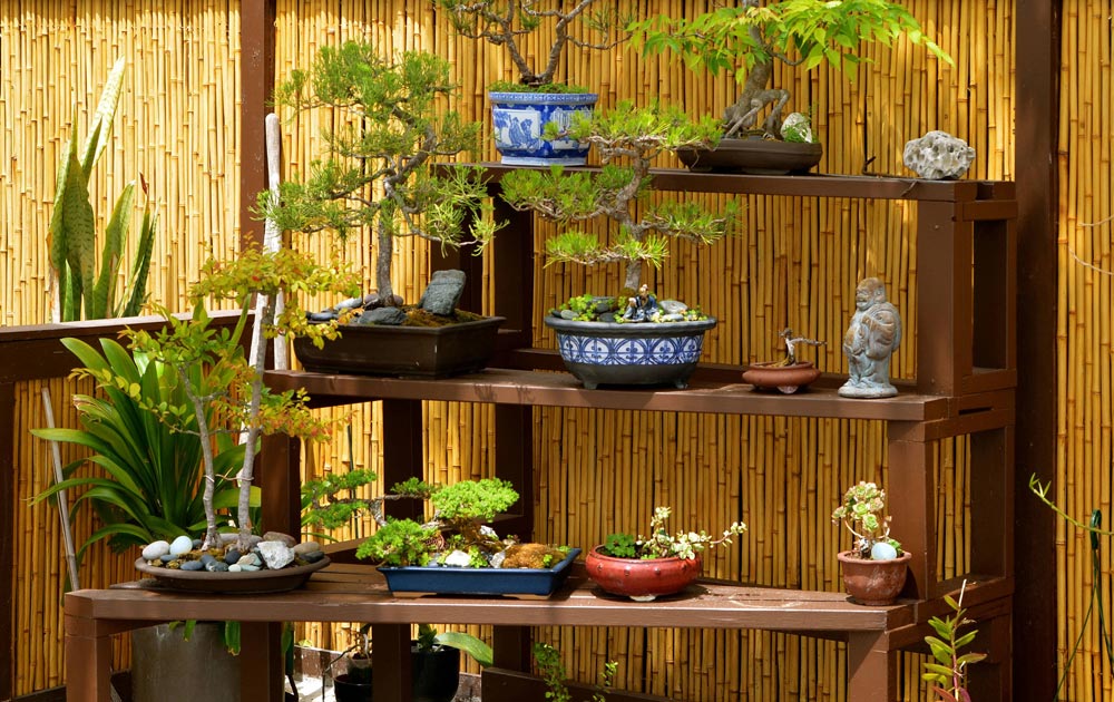 kệ để cây bonsai