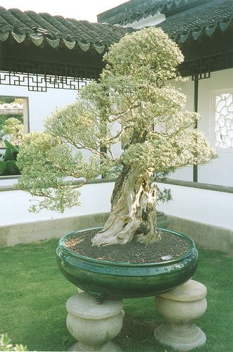 kệ để cây bonsai