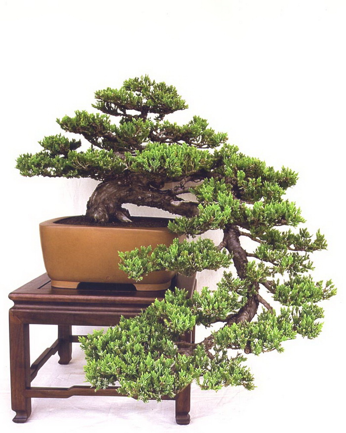 kệ để cây bonsai cây cảnh giá rẻ tphcm 2018