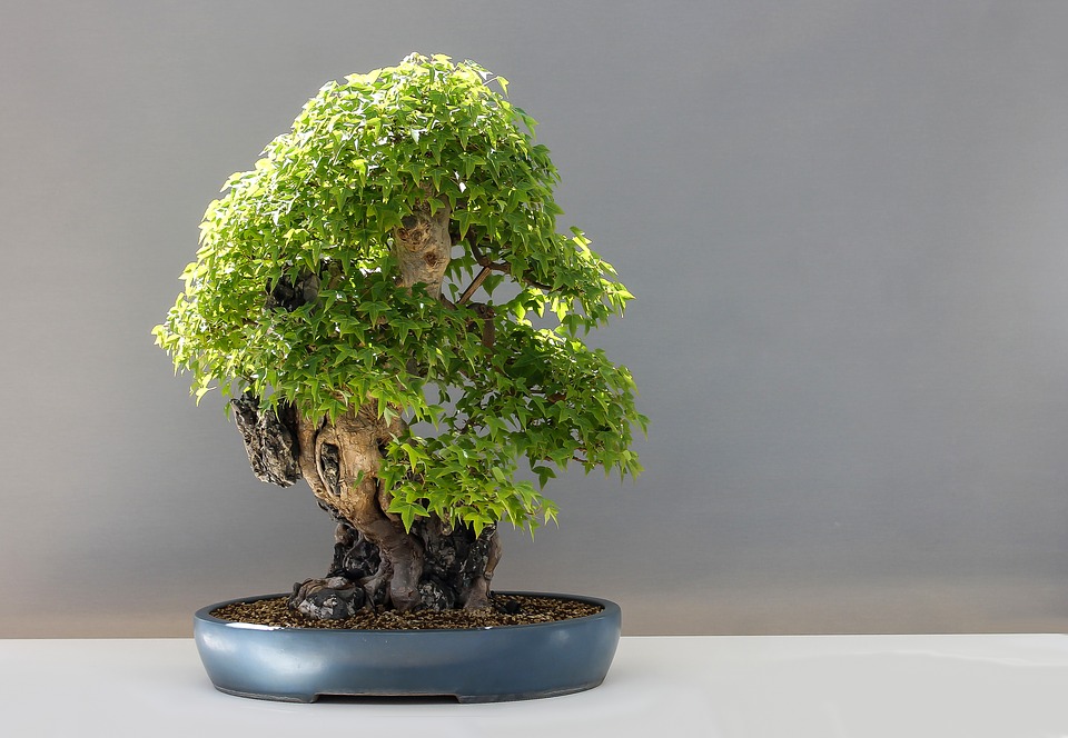 kệ để cây bonsai cây cảnh giá rẻ tphcm 2018