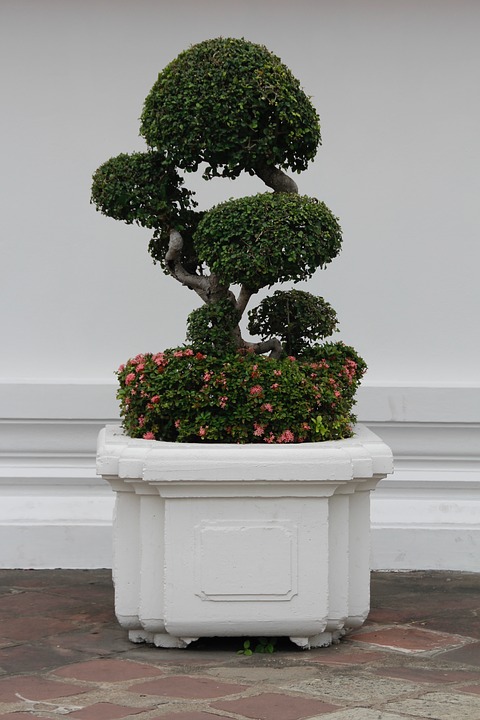 kệ để cây bonsai cây cảnh giá rẻ tphcm 2018