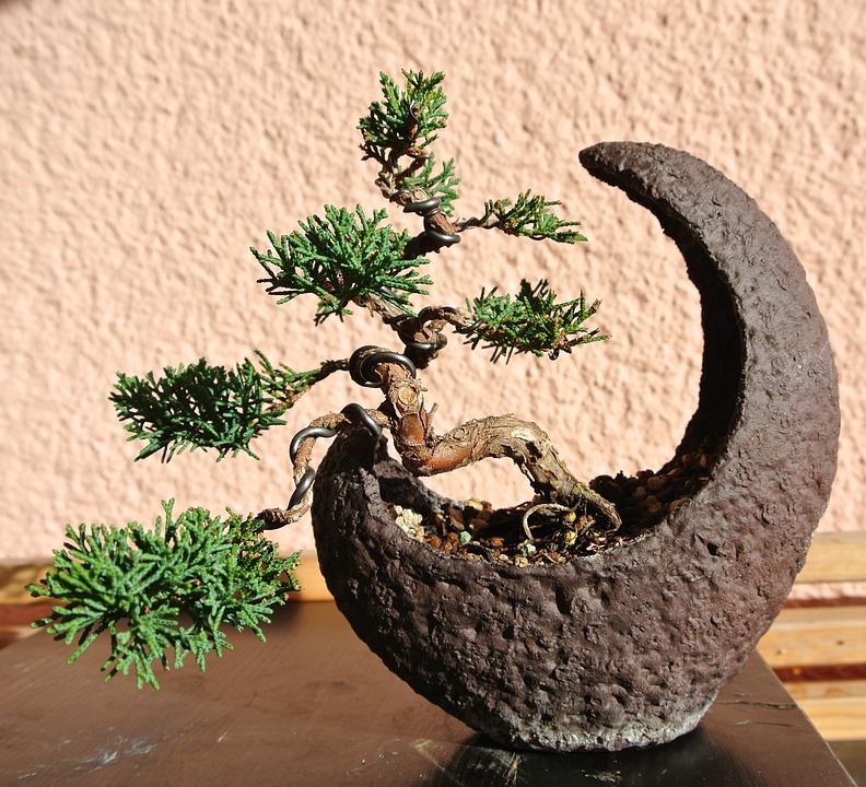 kệ để cây bonsai cây cảnh giá rẻ tphcm 2018