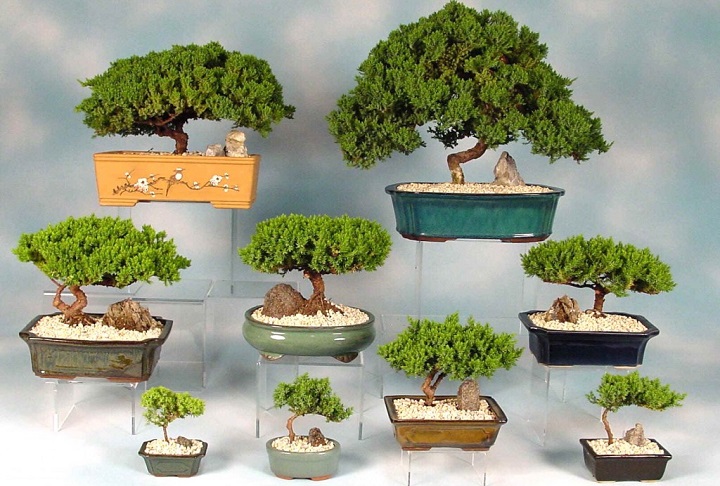kệ để cây bonsai cây cảnh giá rẻ tphcm 2018