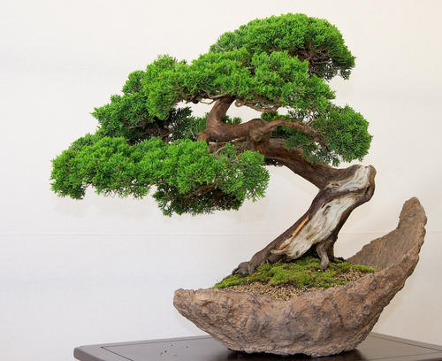 kệ để cây bonsai cây cảnh giá rẻ tphcm 2018