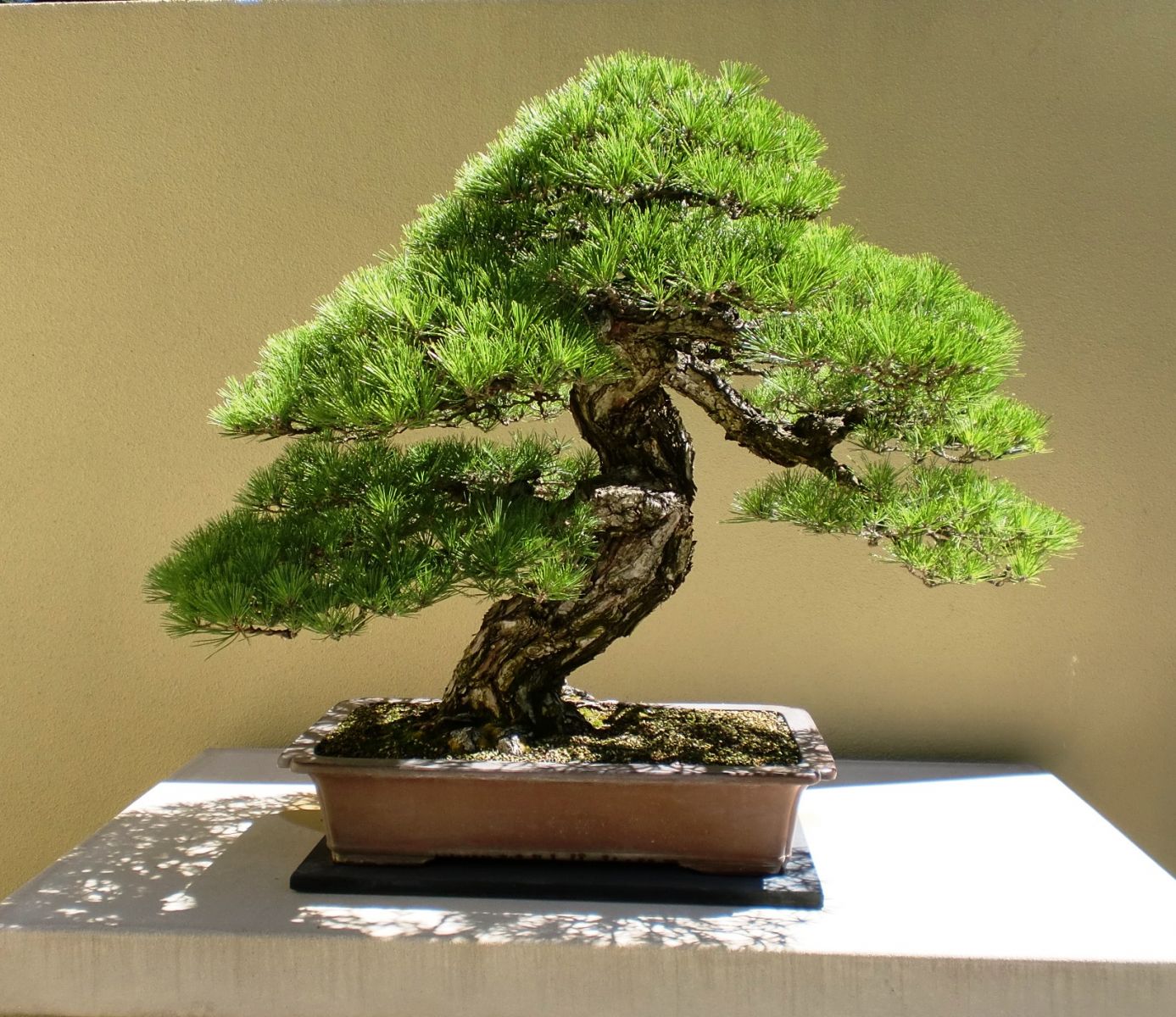 kệ để cây bonsai cây cảnh giá rẻ tphcm 2018