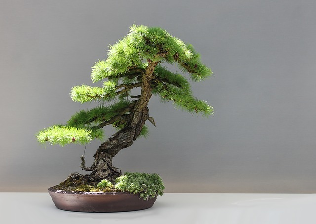 kệ để cây bonsai cây cảnh giá rẻ tphcm 2018