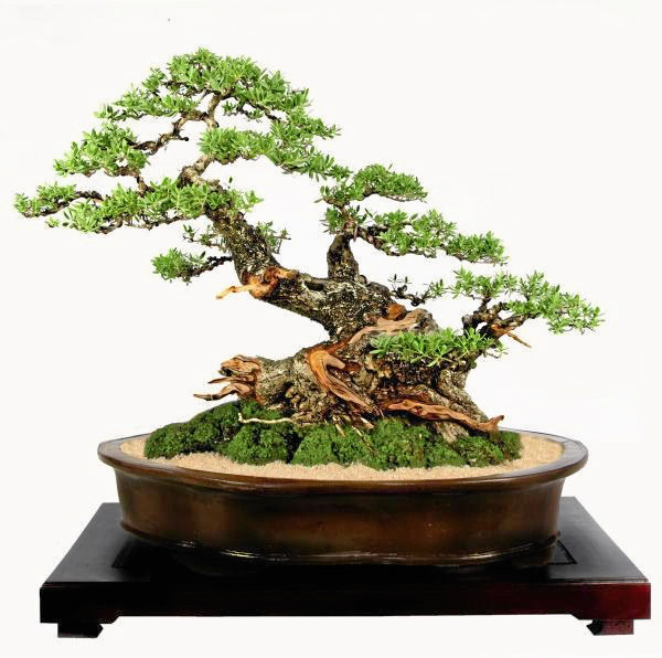 kệ để cây bonsai cây cảnh giá rẻ tphcm 2018