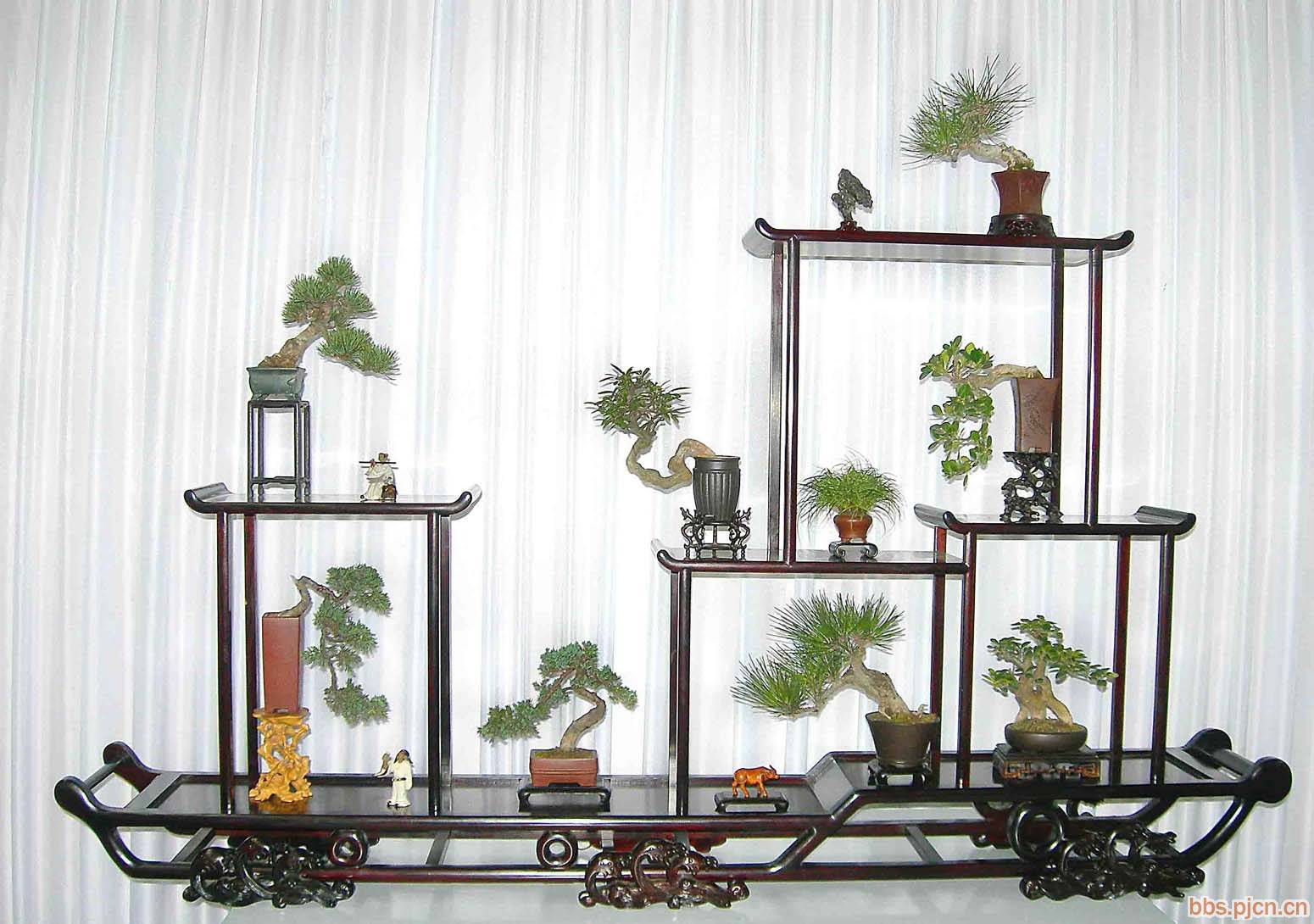 Kệ để cây bonsai 2017