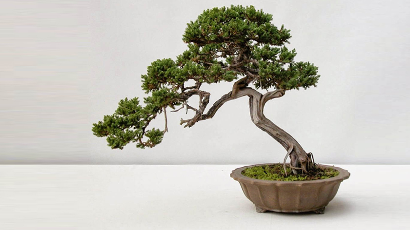 Bạn đã biết đến các mẫu kệ để cây bonsai giá rẻ hợp phong thủy trong nhà chưa? Xem ngay cùng Hita chúng tôi.