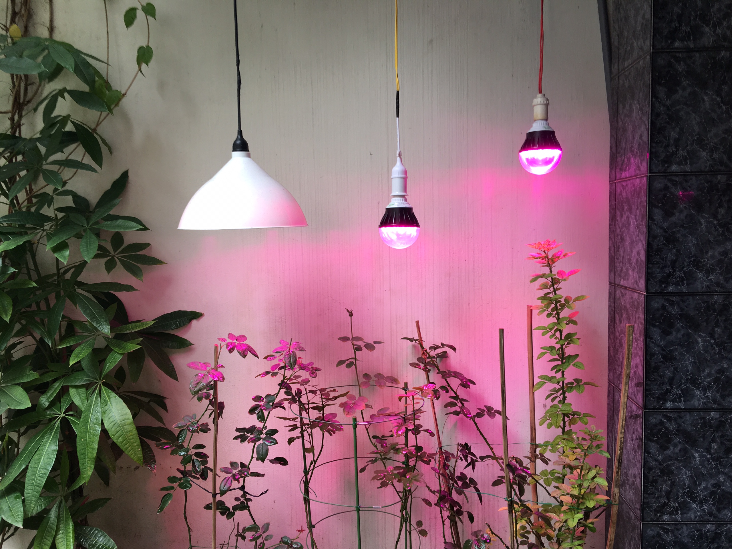 Đèn led nông nghiệp trồng hoa hồng