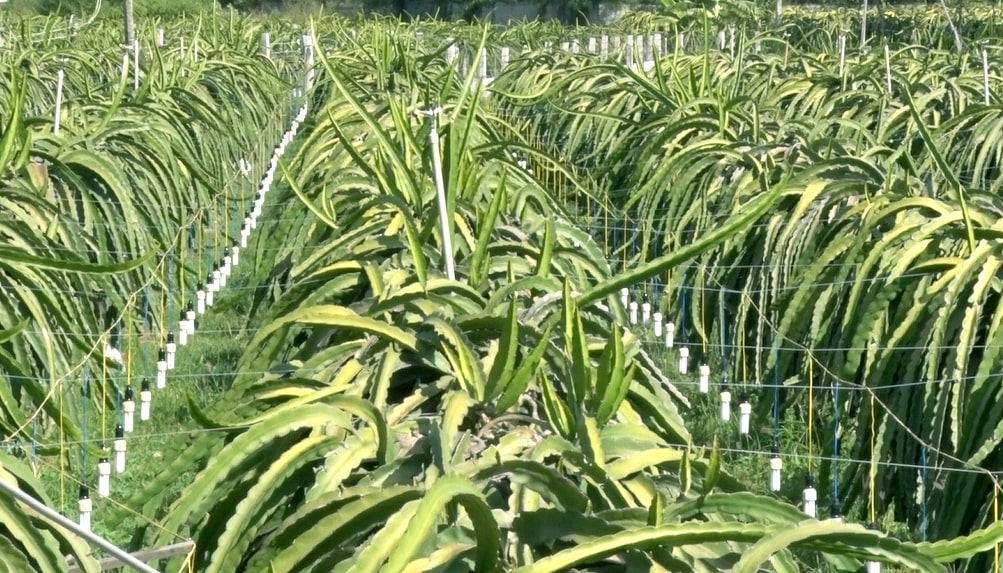 Đèn led ứng dụng trồng thanh long