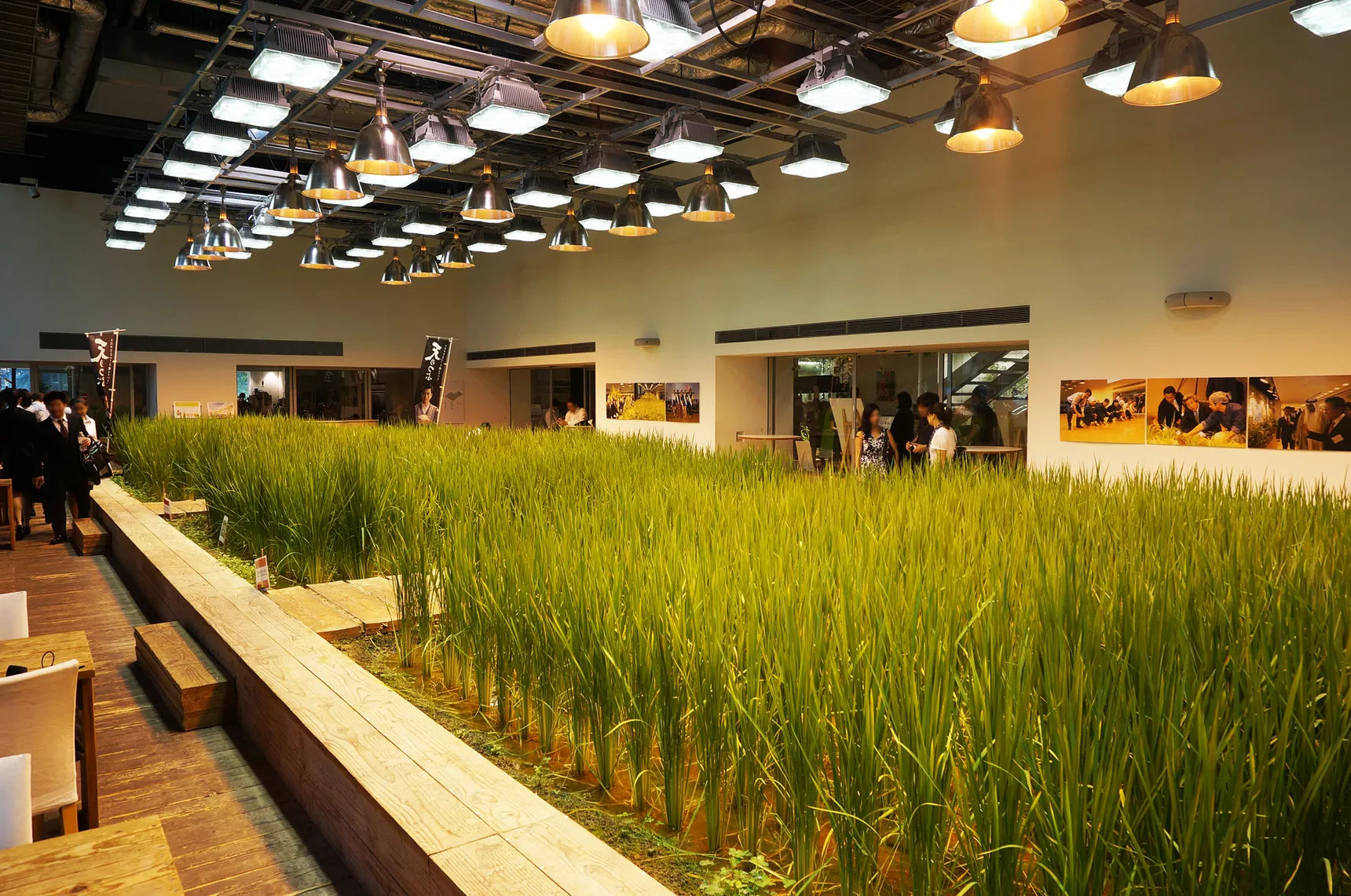 Đèn led ứng dụng trồng lúa nước