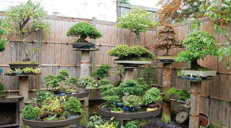 cay-bonsai-trang-tri-thac-do-min