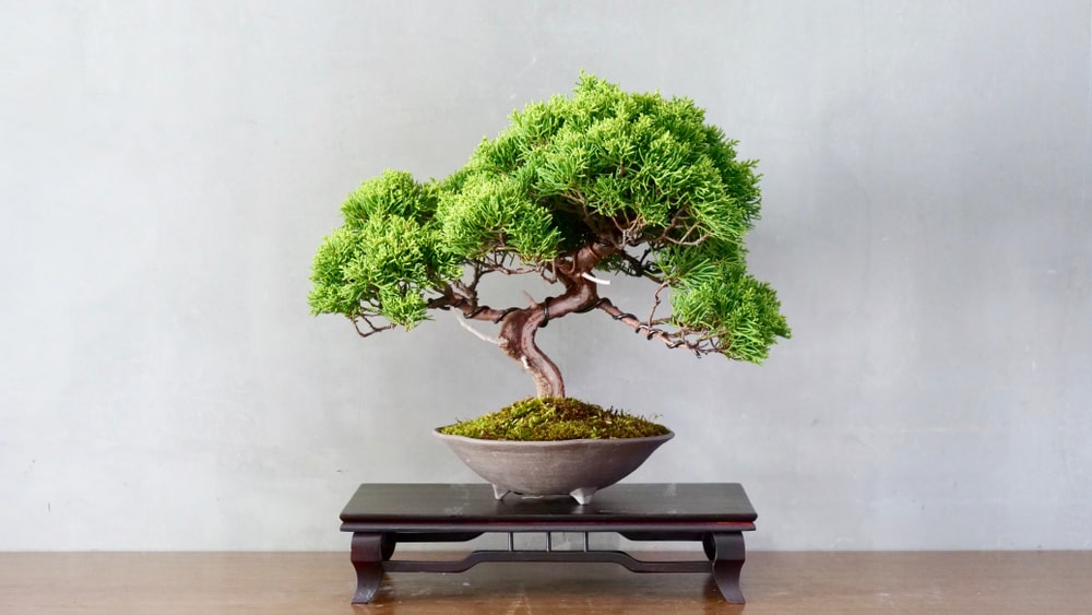 ke-de-cay-bonsai-hinh-vuong-4-tru-manh-min