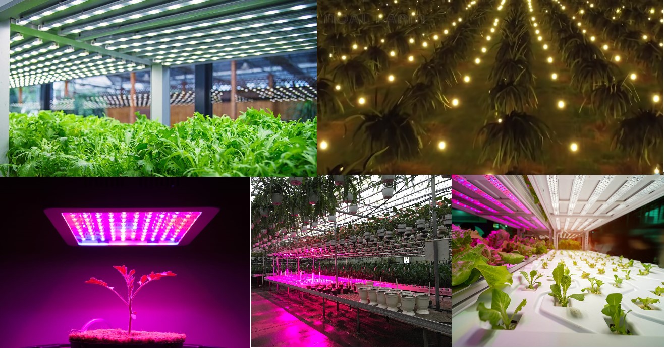 Đèn Led ứng dụng trong nông nghiệp cho năng suất cao