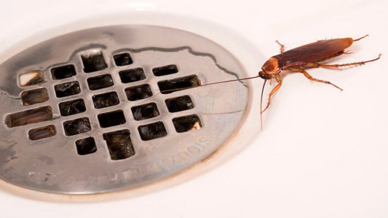 Nguy&ecirc;n nh&acirc;n bạn lu&ocirc;n chạm mặt c&ocirc;n tr&ugrave;ng trong nh&agrave; tắm