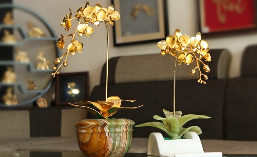 Tặng chậu hoa mai, hoa lan