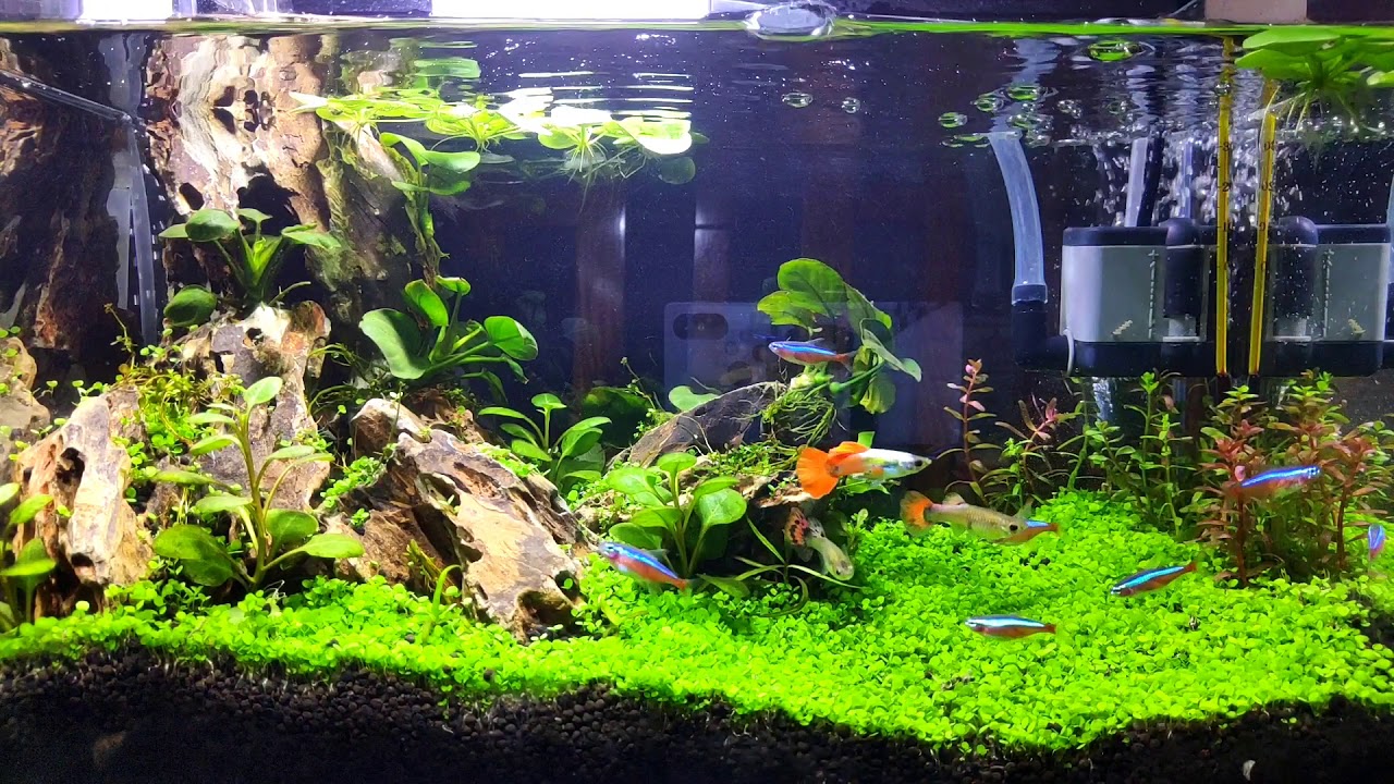 Đèn led bể cá giúp cân bằng hệ sinh thái