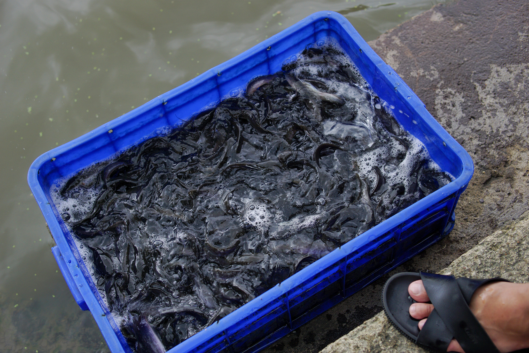 HITA thả cá phóng sanh